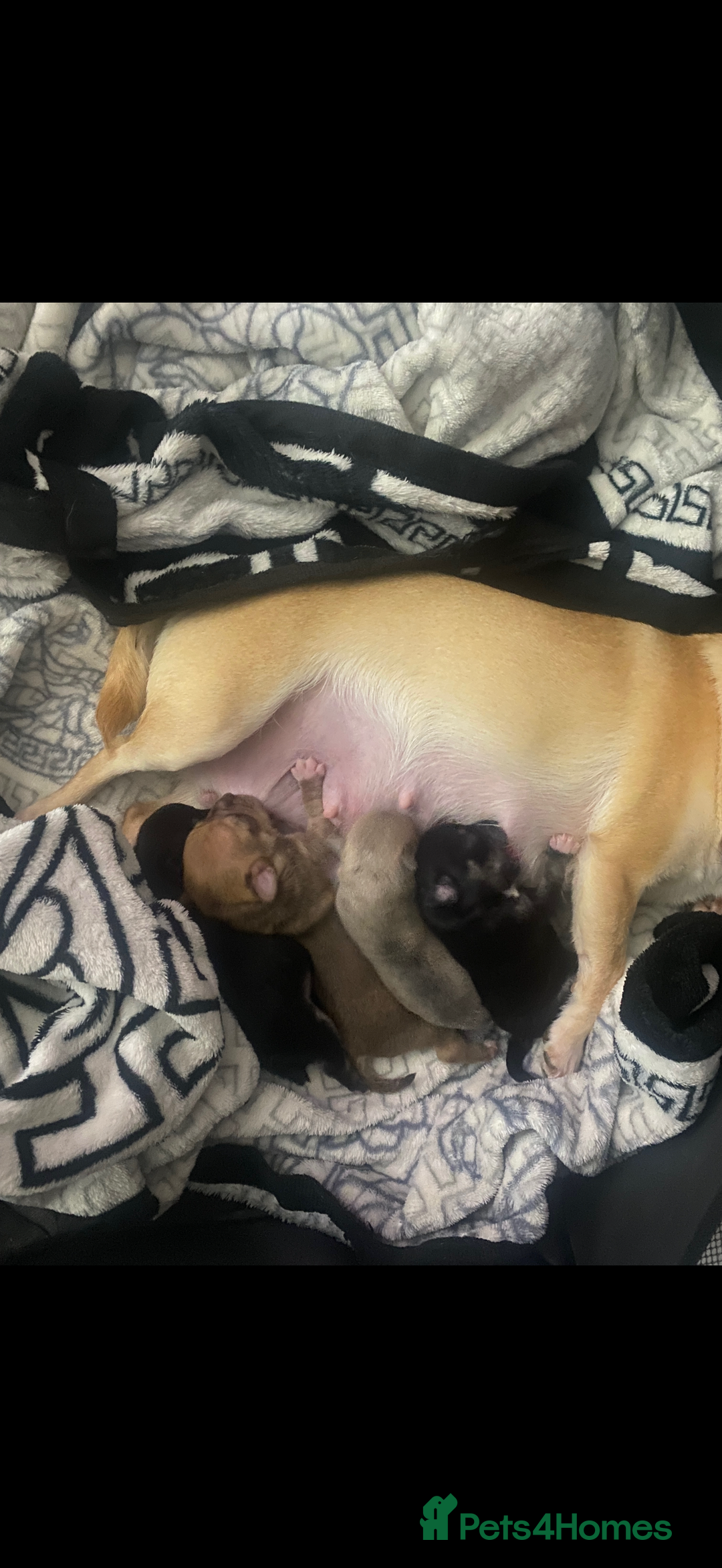 Chihuahua dogs for sale: Chihuahua puppies for sale  - Advert 3