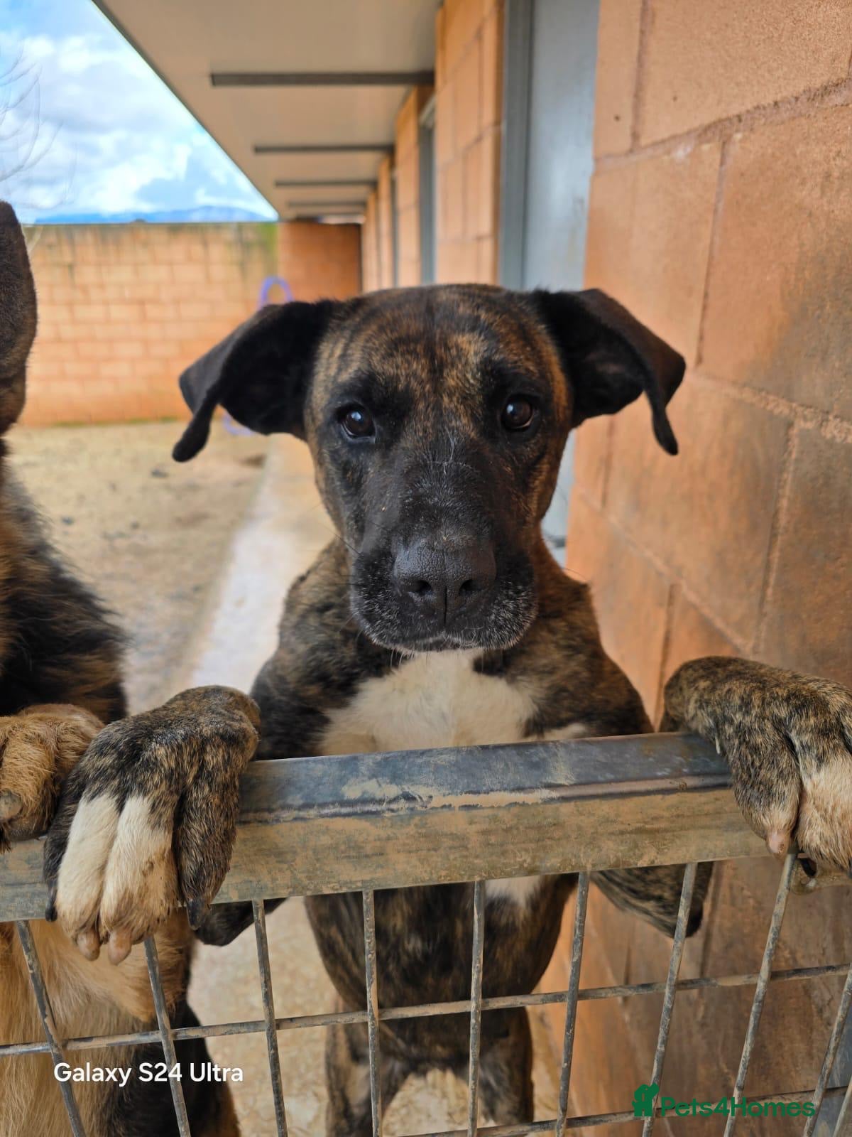 Mixed Breed dogs ‼️🚨URGENT🚨‼️ ALMA🩷🐾 - Advert 1