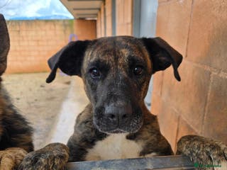 Mixed Breed dogs ‼️🚨URGENT🚨‼️ ALMA🩷🐾 - Advert 10