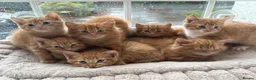 Mixed Breed cats for sale: Beautiful Ginger Kittens  - Advert 1