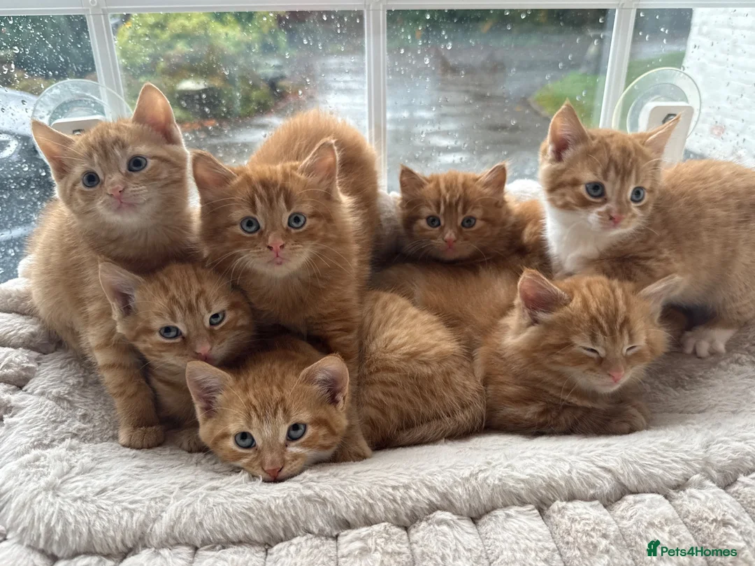 Mixed Breed cats for sale: Beautiful Ginger Kittens  - Advert 1