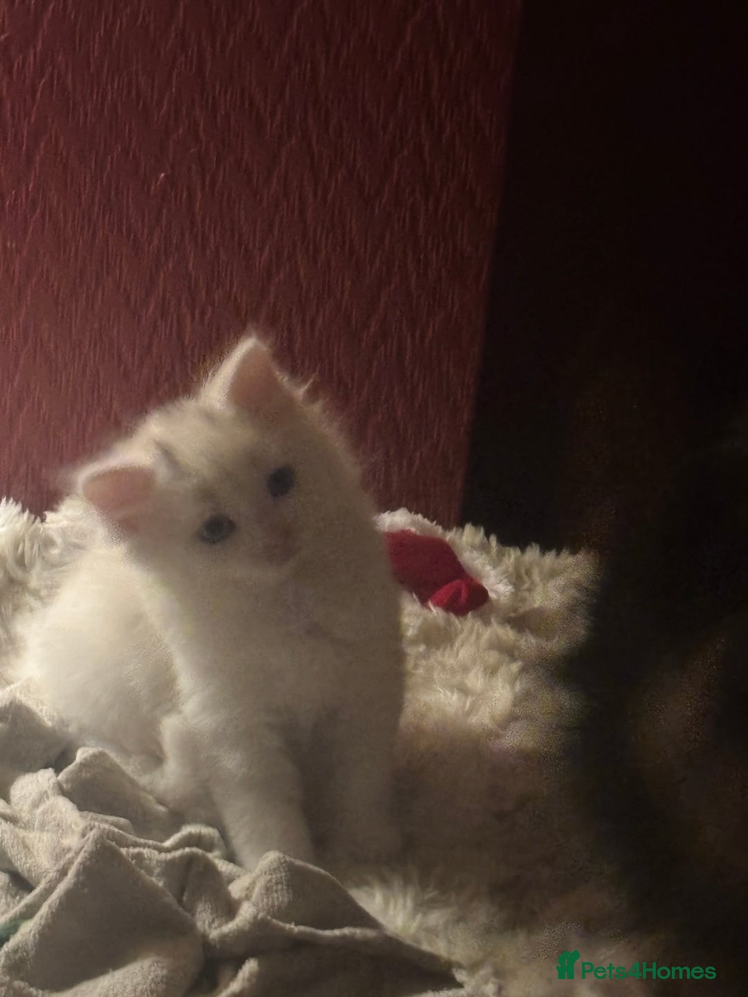 Mixed Breed cats for sale: 7 white kittens READY ASAP - Advert 22