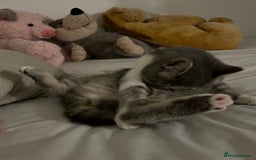 Exotic cats for sale: bella!! friendly grey and white exotic shorthair - Image 13
