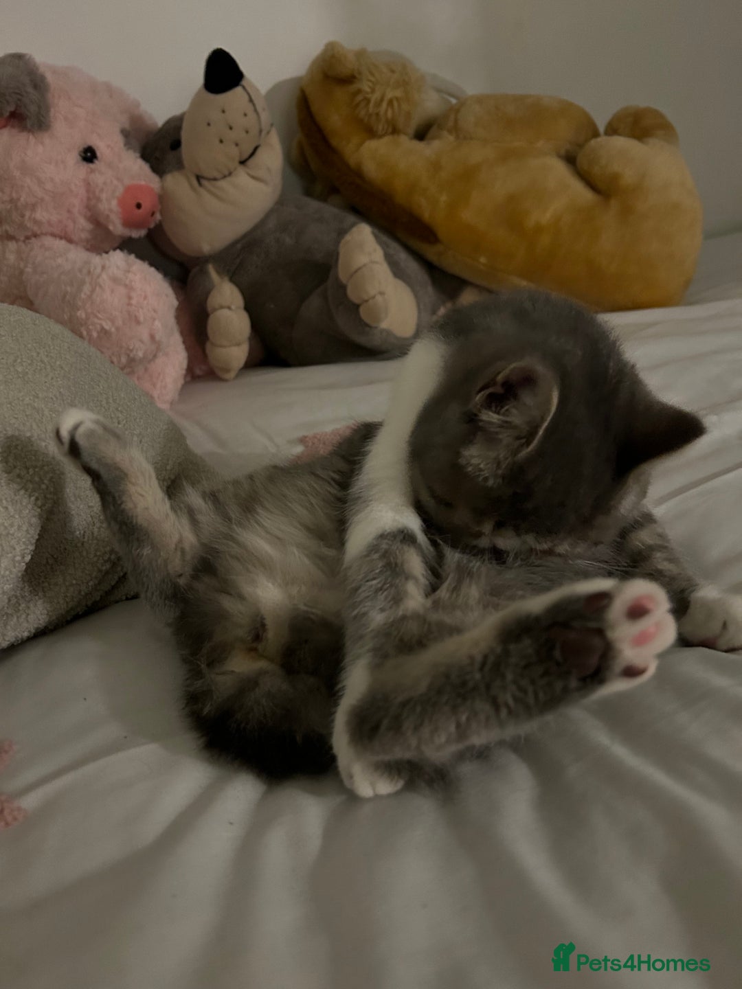 Exotic cats for sale: bella!! friendly grey and white exotic shorthair - Image 13