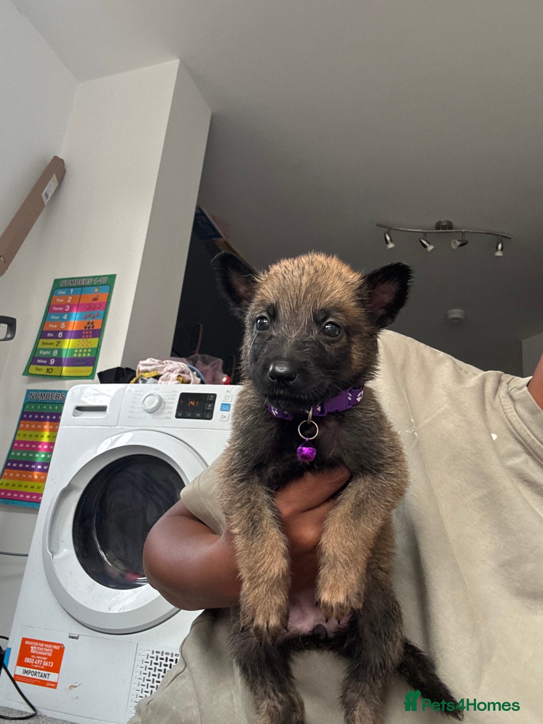 Mixed Breed dogs for sale: German Shepherd x Belgian Malinois - Image 10