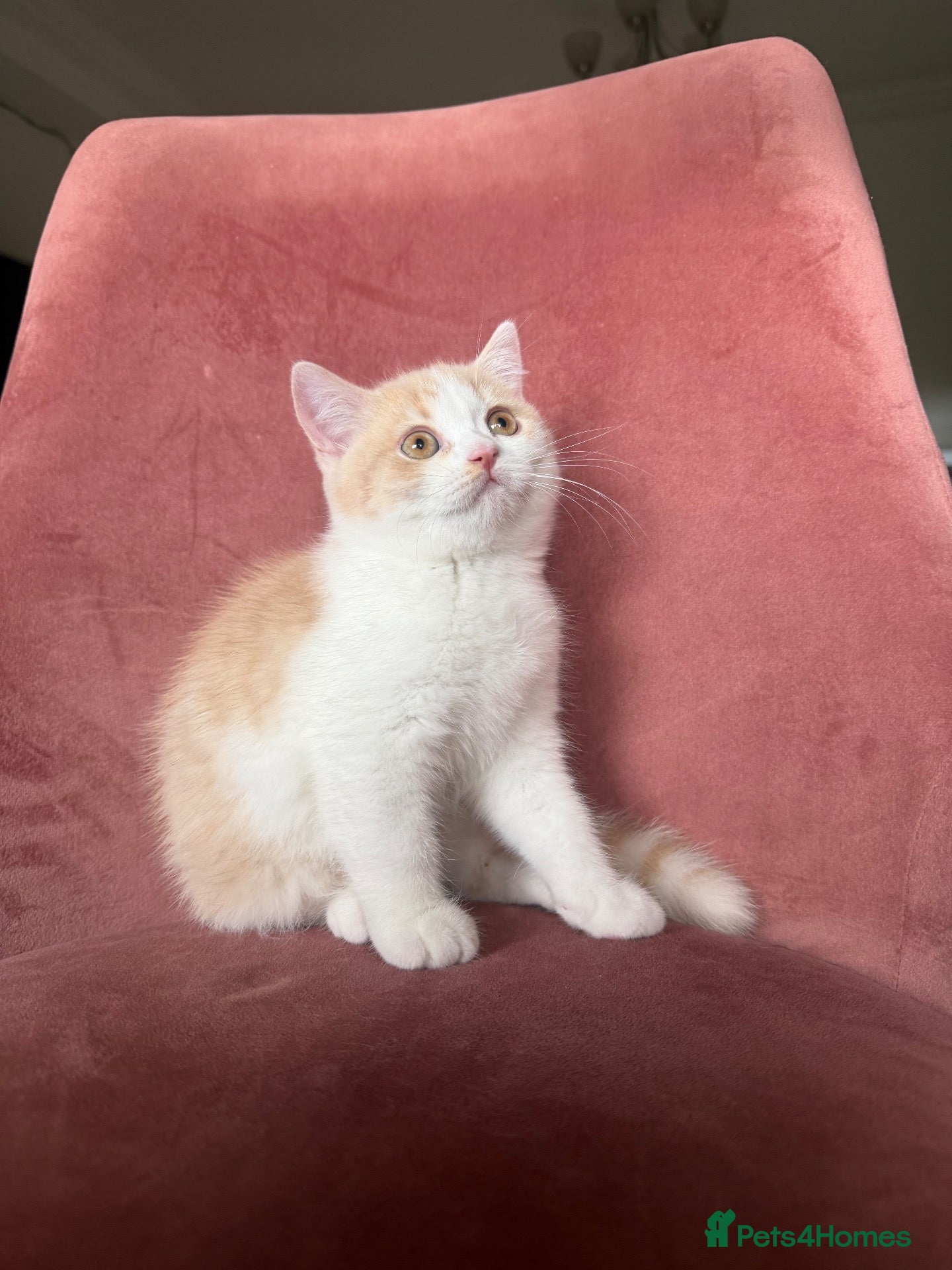 British Shorthair cats LAST GIRL BRITISH SHORTHAIR 💕 - Advert 15