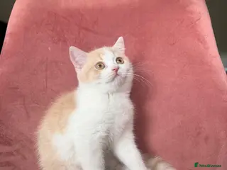 British Shorthair cats LAST GIRL BRITISH SHORTHAIR 💕 - Advert 15
