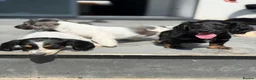 Miniature Dachshund dogs for sale: KC short haired and long haired puppies  - Advert 3