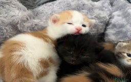 Mixed Breed cats for sale: 3 mixed breed kittens available - Image 16