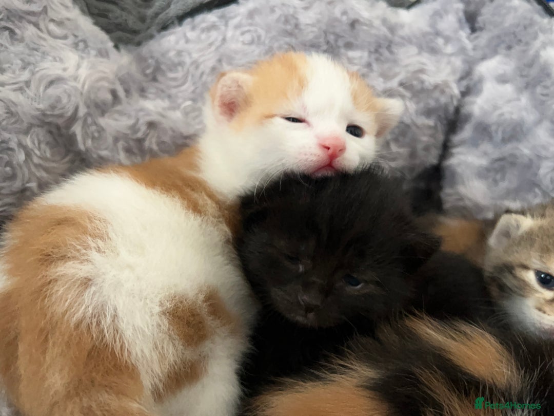 Mixed Breed cats for sale: 3 mixed breed kittens available - Image 16