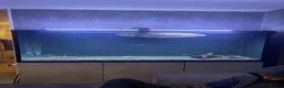 Cichlids fish for sale: Oscar fish and silver Arowana for sale - Advert 4