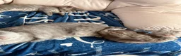 British Shorthair cats for sale: Stunning ragdoll cross BSH litter - Advert 8