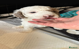 Labradoodle dogs for sale: Chocolate Parti Merle labradoodle (last one) - Image 2