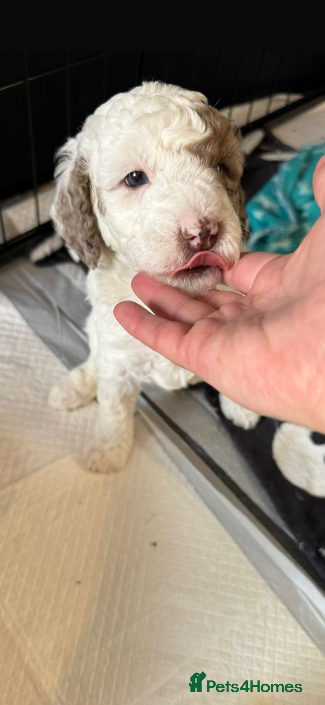 Labradoodle dogs for sale: Chocolate Parti Merle labradoodle (last one) - Image 2