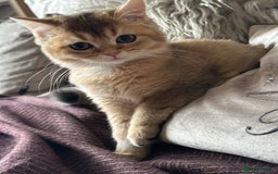 British Shorthair cats for sale: BSH Golden kittens  - Image 6