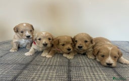 Maltipoo dogs for sale: Gorgeous f1 maltpoos health tested parents  - Image 15