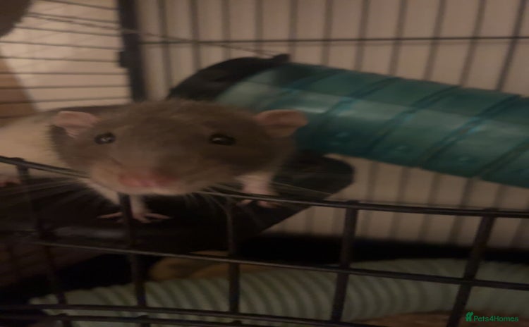 Rat rodents - Advert 4