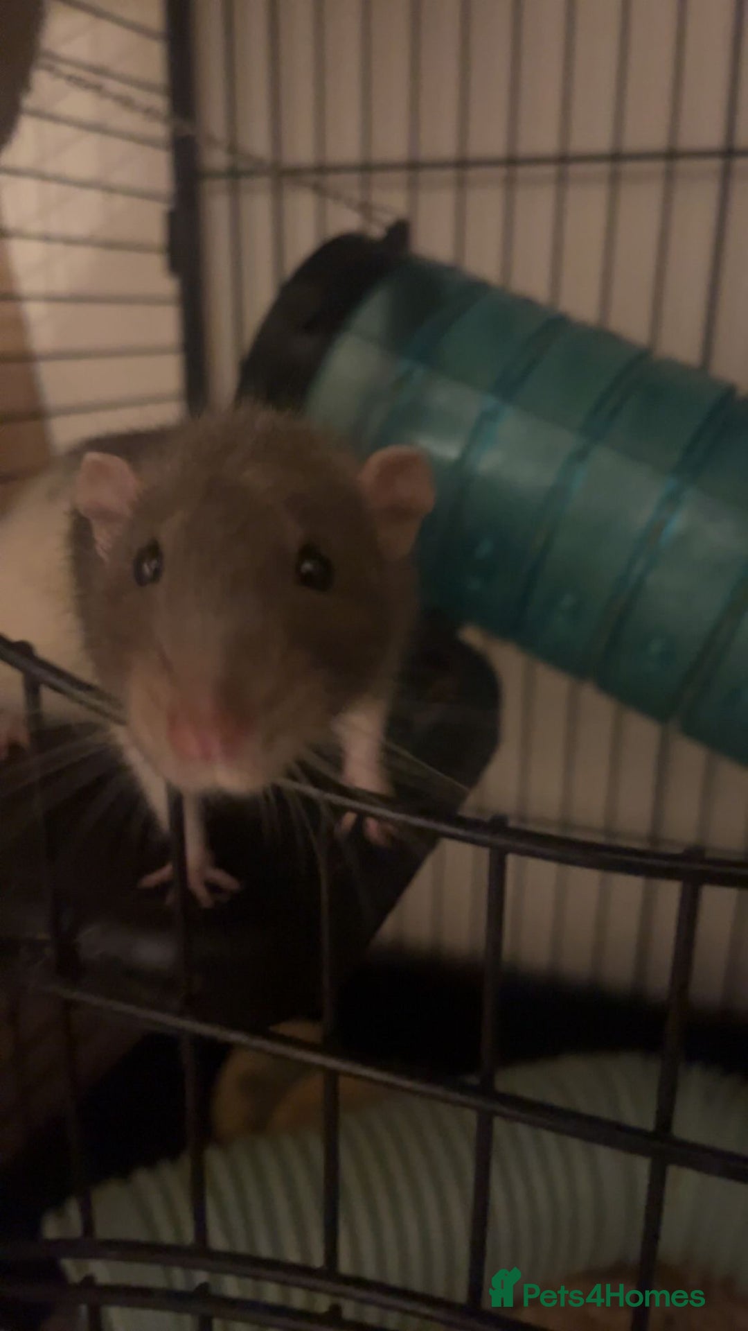 Rat rodents for sale: Male Rats - Image 1