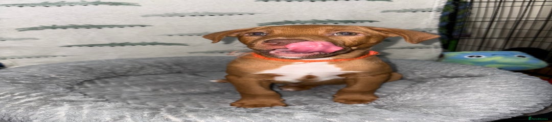 Orange Collar