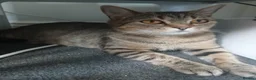 Mixed Breed cats for sale: Roxy  - Advert 2