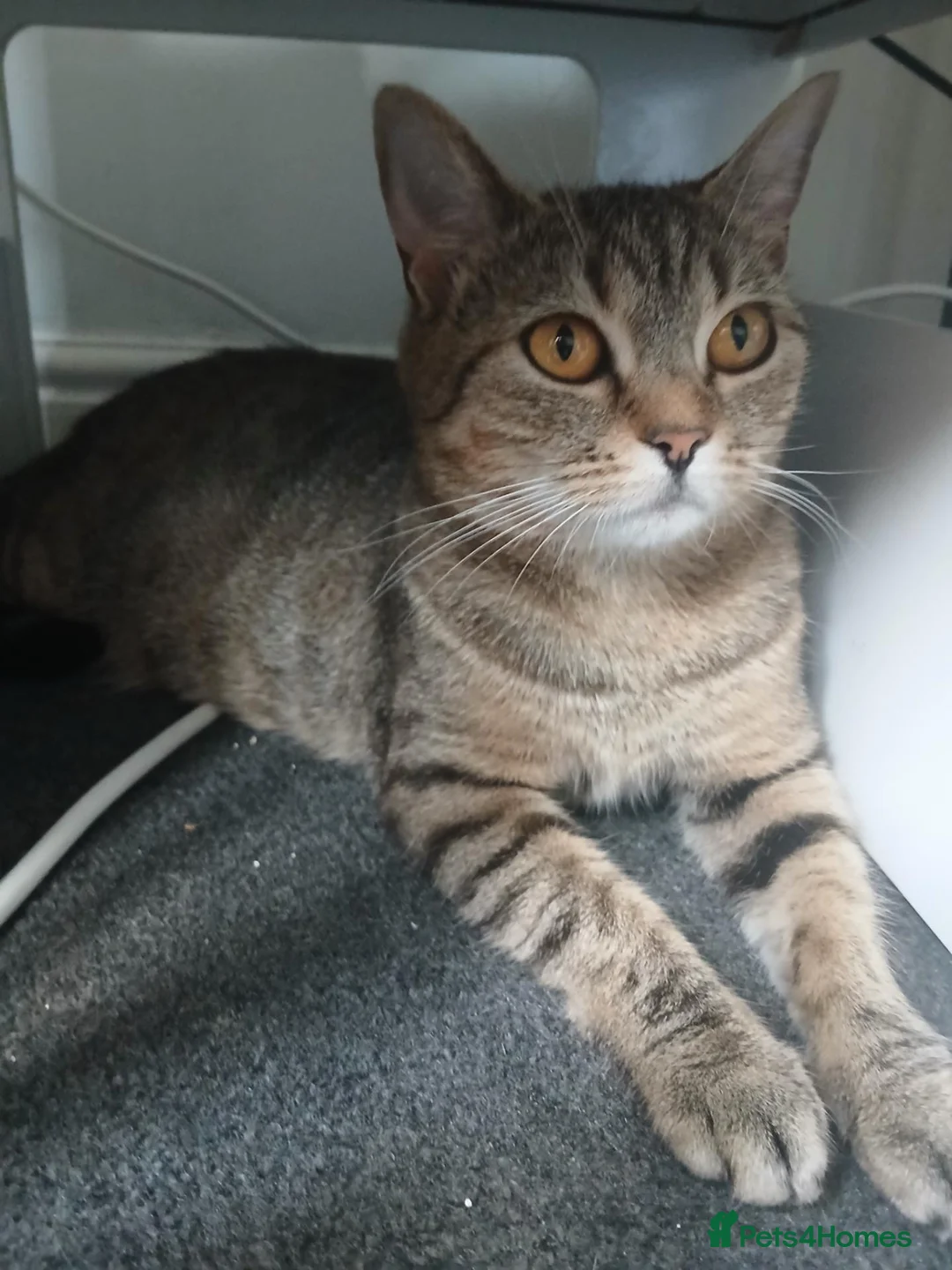 Mixed Breed cats for sale: Roxy  - Advert 2