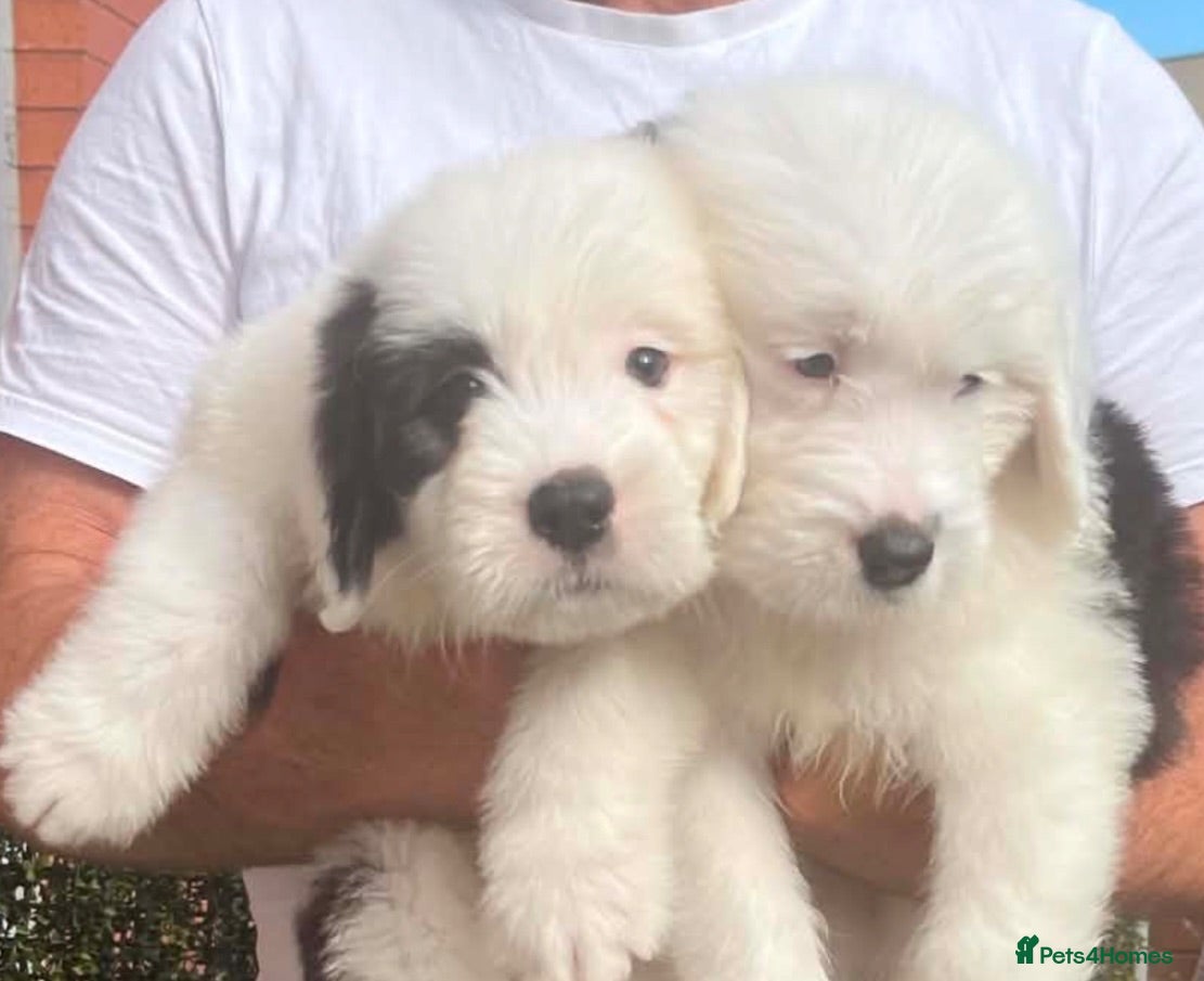 Old English Sheepdog dogs Old English x St Bernard  - Advert 7