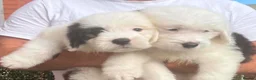 Old English Sheepdog dogs for sale: Old English x St Bernard SCOTLAND - Advert 12
