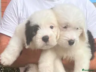 Old English Sheepdog dogs Old English x St Bernard SCOTLAND - Advert 1