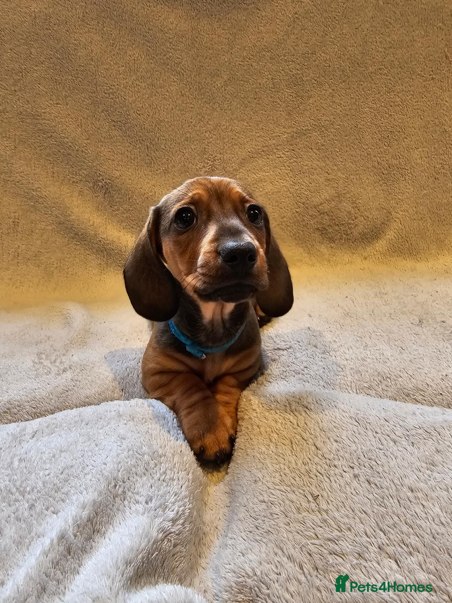Dachshund dogs Pure Bred Dachshunds  - Advert 1