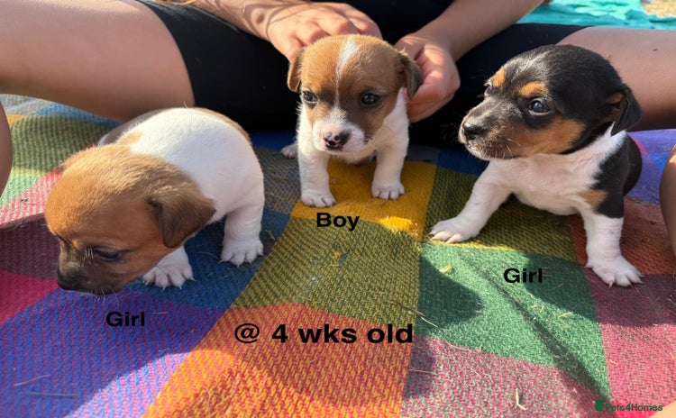Jack Russell dogs - Advert 1