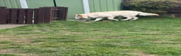 German Shepherd dogs for sale: White German shepherd  - Advert 1
