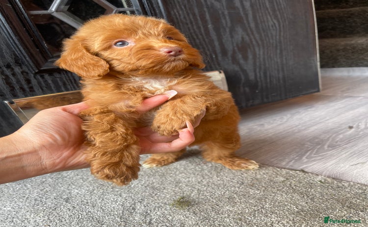Cavapoo dogs - Advert 12