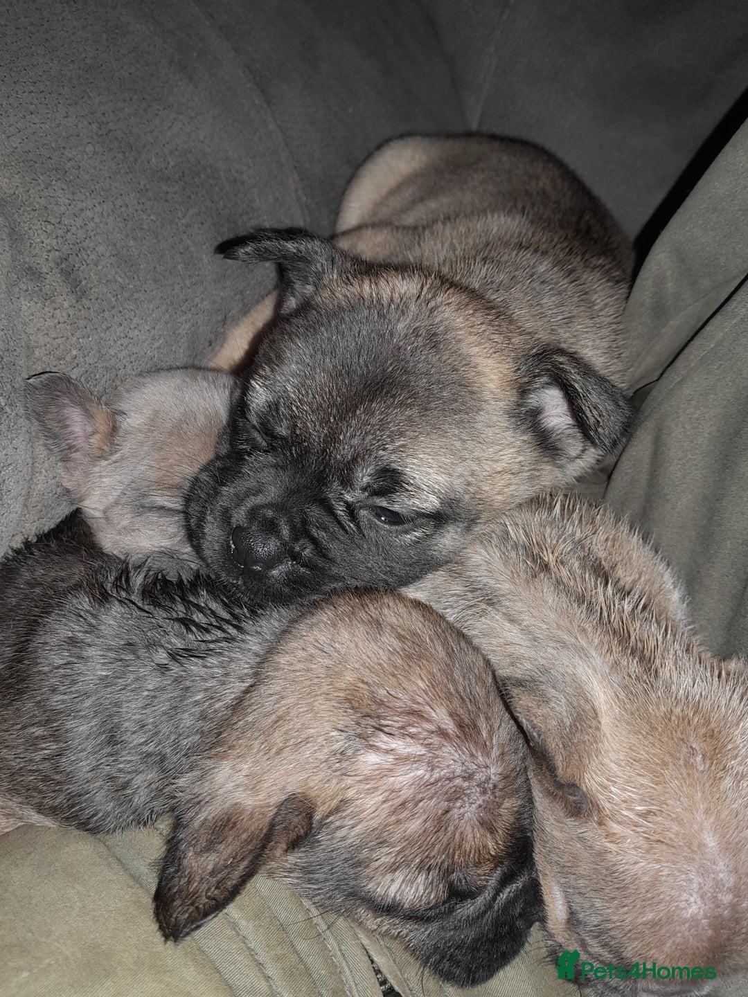 Mixed Breed dogs for sale: French bulldog x - Advert 17