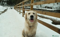 Golden Retriever dogs for sale: Stunning quality golden retriever puppies - Advert 23