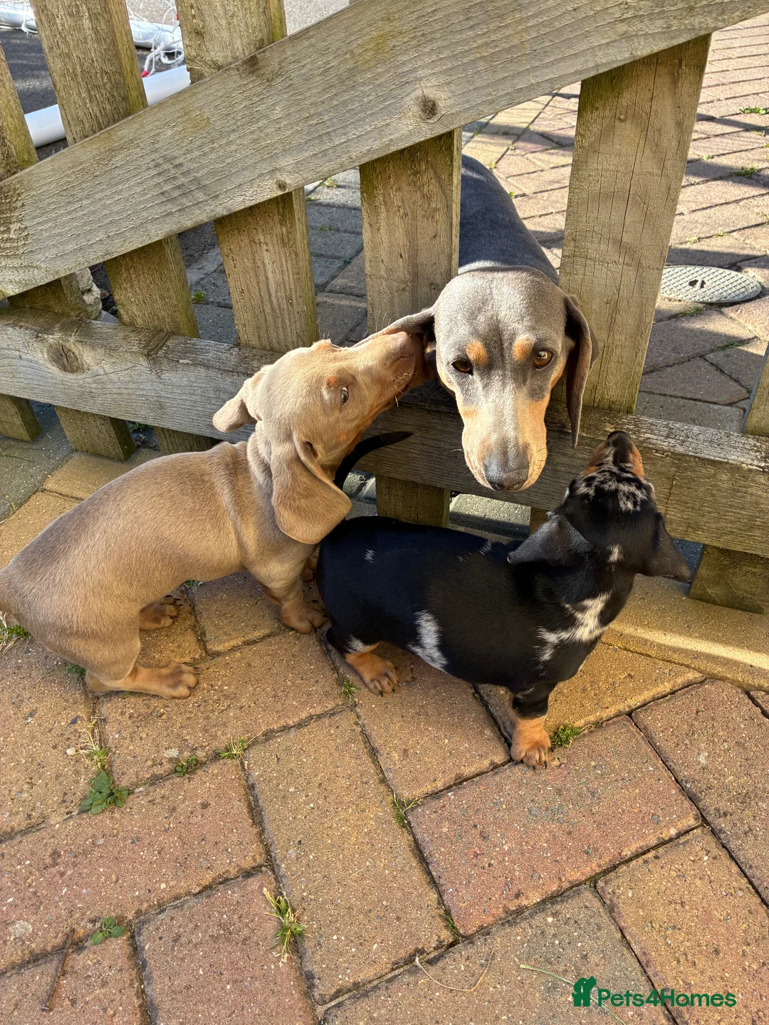 Miniature Dachshund dogs for sale: Magnificent dachshund puppies for sale  - Advert 2
