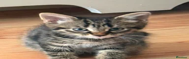 Maine Coon 4