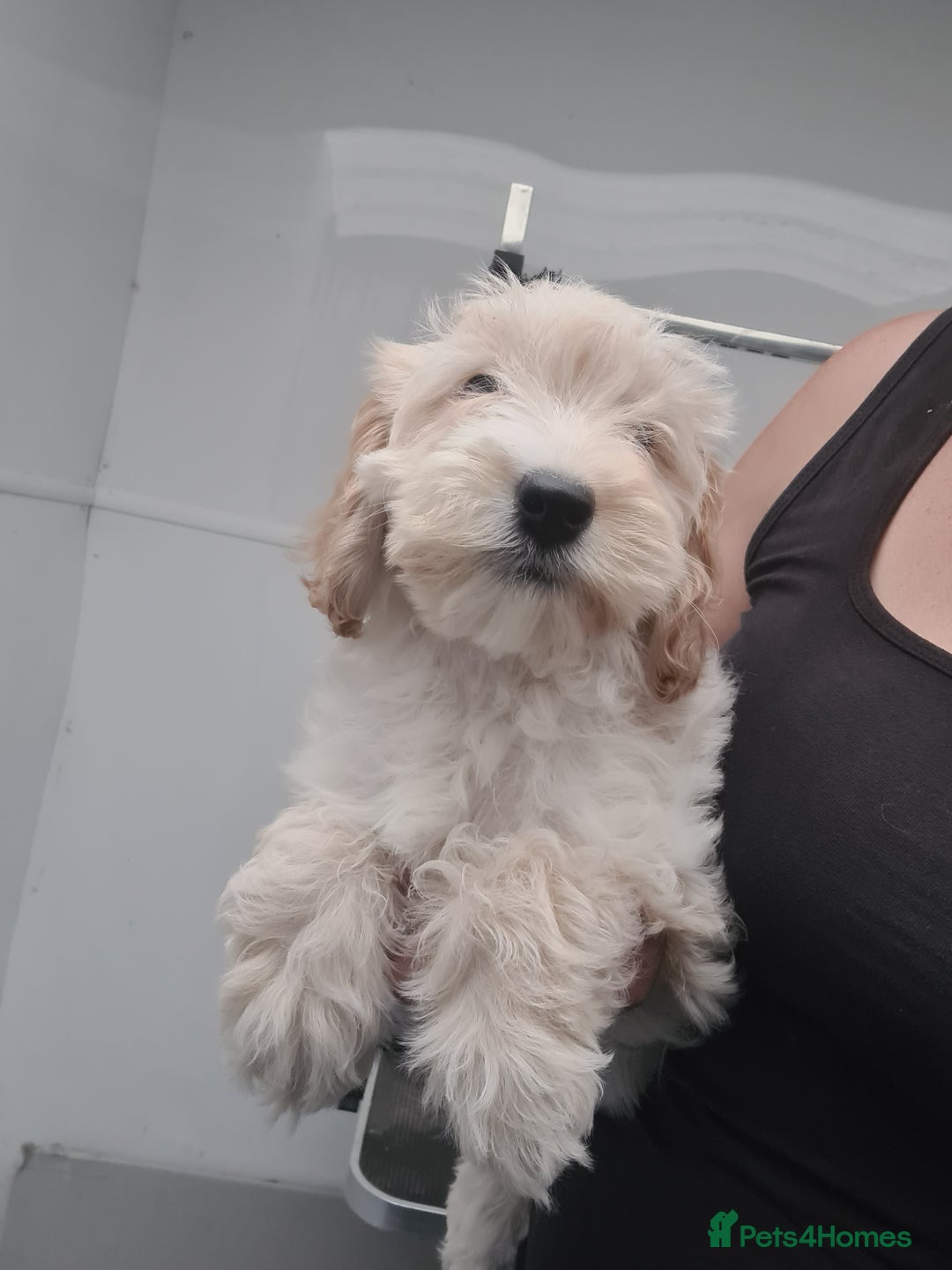 Cockapoo dogs for sale: Beautiful F1 Cockapoos- Ready Now  - Image 5