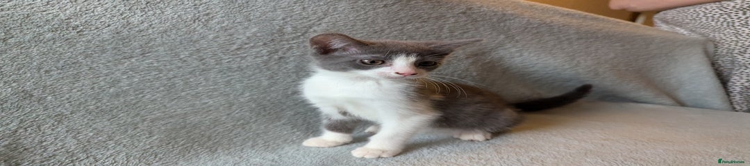 Mixed Breed Kitten 1