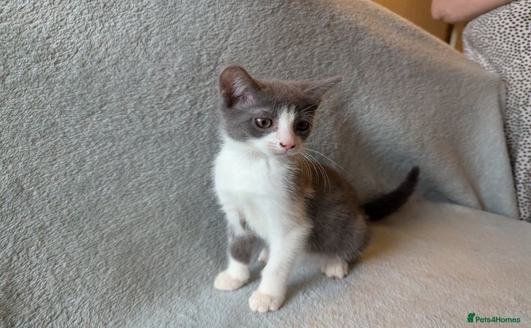 Mixed Breed cats - Advert 14