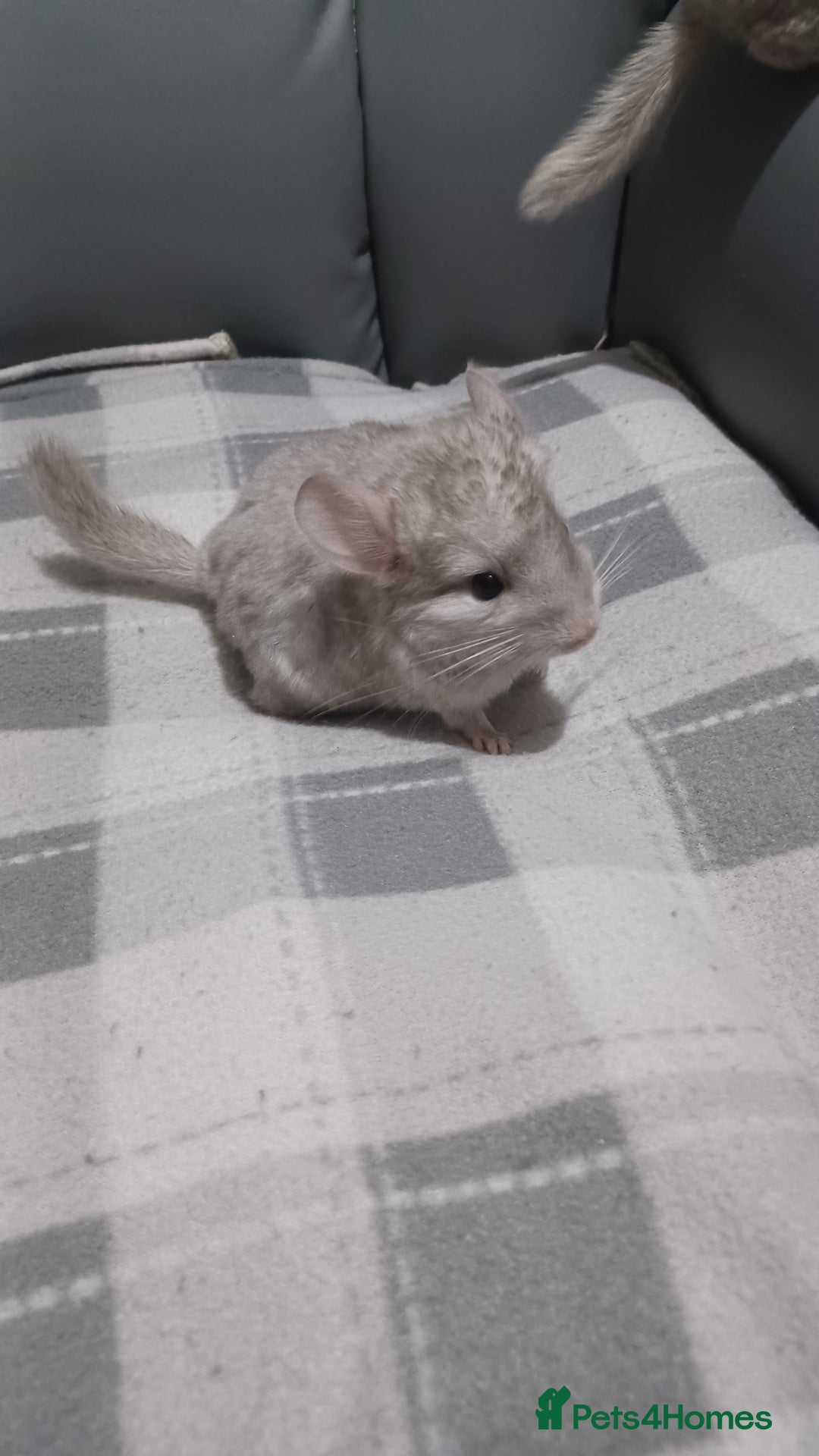 Chinchilla rodents for sale: Chinchilla kits to reserve  - Advert 12