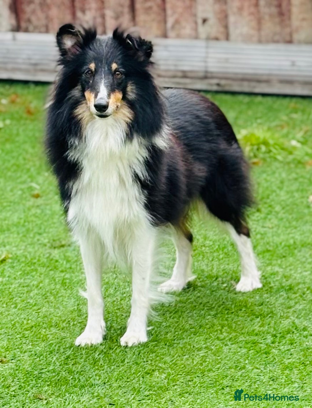 Shetland Sheepdog dogs for sale: Beautiful Shetland sheepdog puppies  - Advert 13