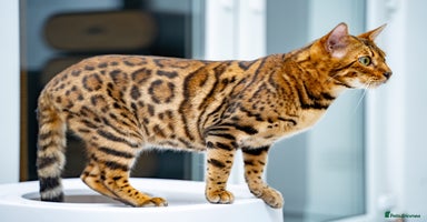 Bengal cats - Advert 13