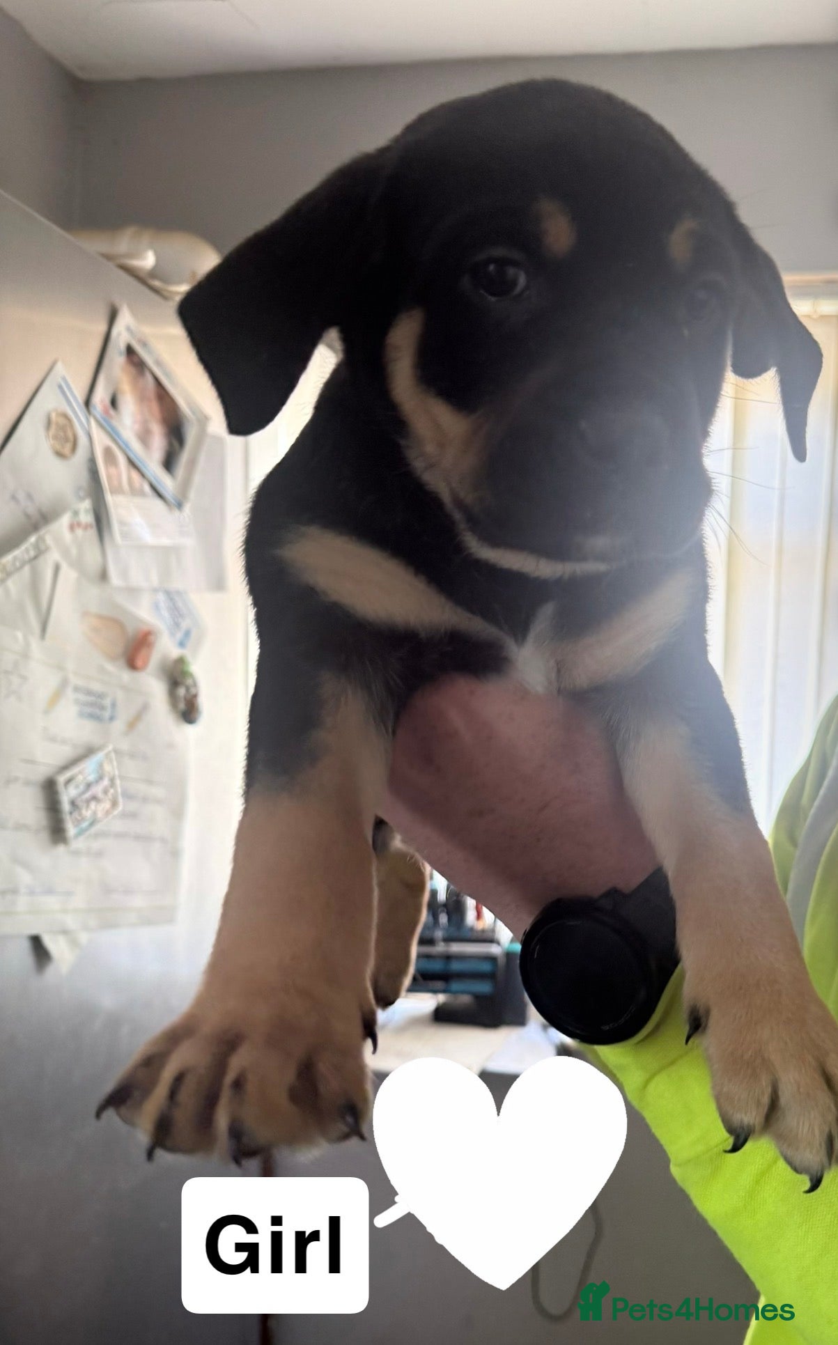 Rottweiler dogs 1 girl left  - Advert 11
