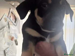 Rottweiler dogs 1 girl left - Advert 21