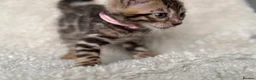Bengal cats for sale: Bengal Kittens Looking for Loving Homes 🐾  - Advert 21
