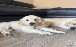 Golden Retriever dogs for sale: stunning KC reg male pup  - Image 3