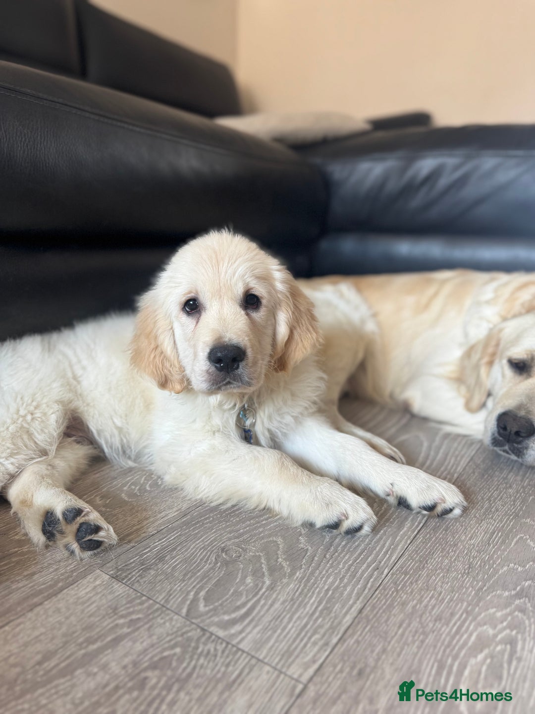 Golden Retriever dogs for sale: stunning KC reg male pup  - Image 3