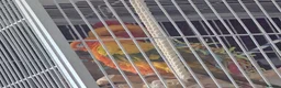Conures birds for sale: Sun Conure Rehoming!  - Advert 8