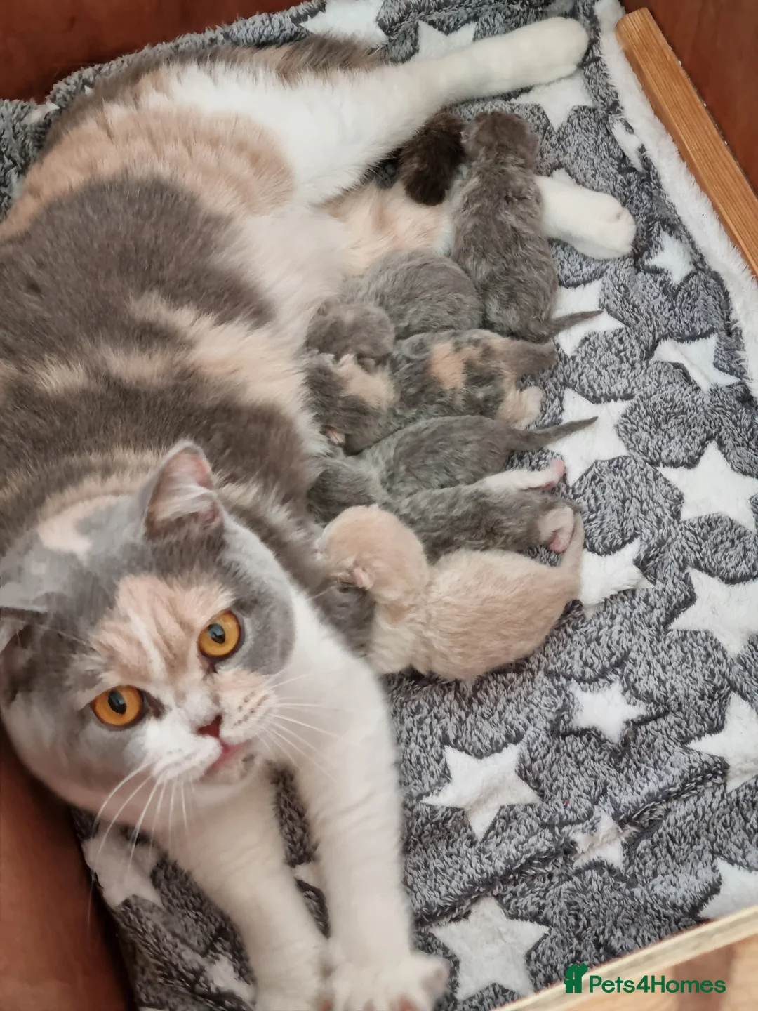 British Shorthair cats for sale: British Shorthair girls  - Advert 1