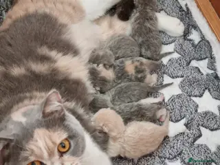 British Shorthair cats British Shorthair girls - Advert 1